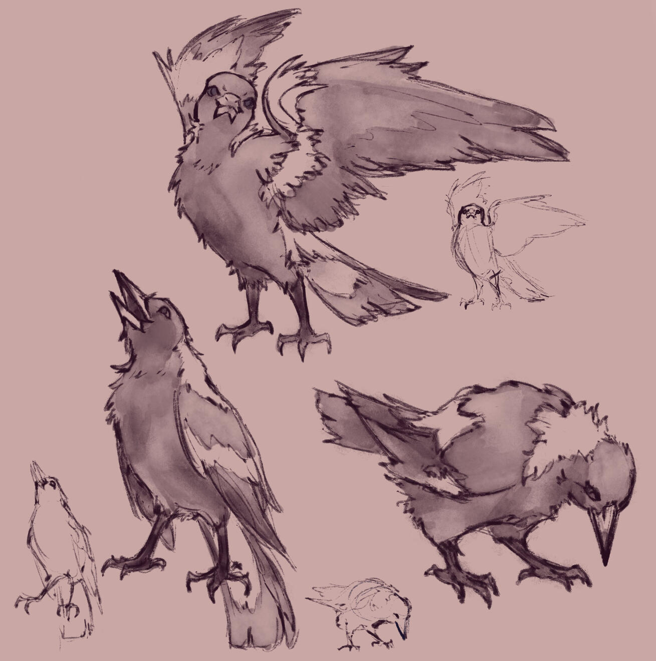 magpie sketches