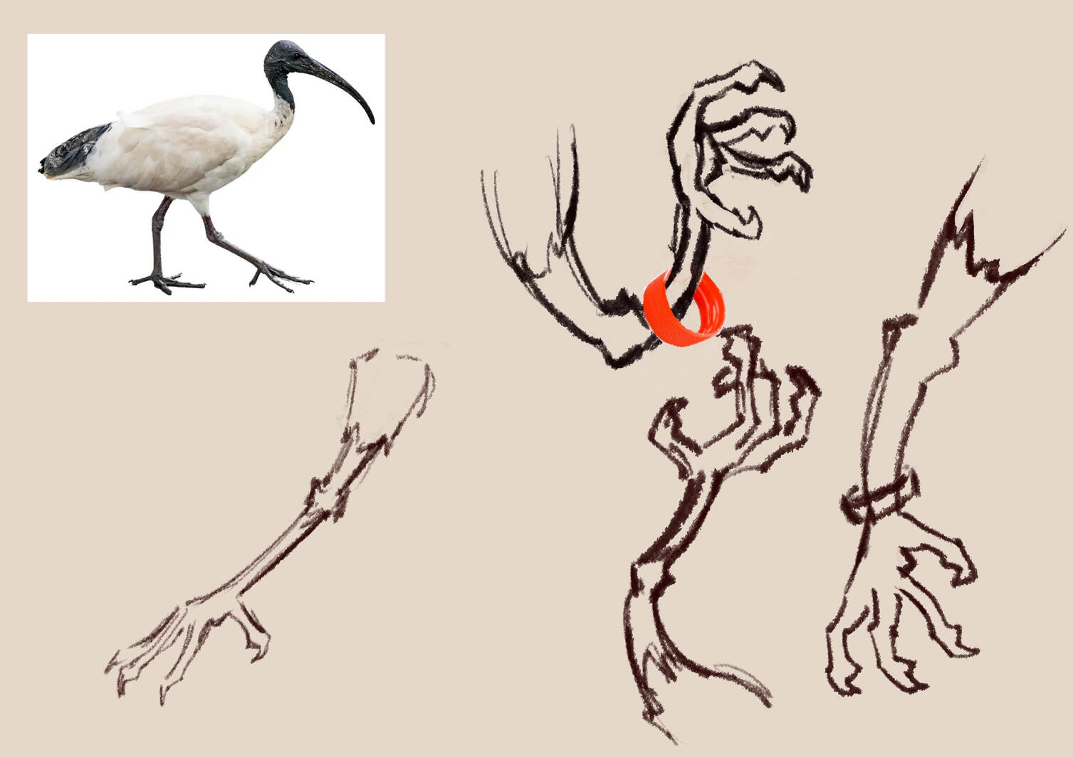 character development study